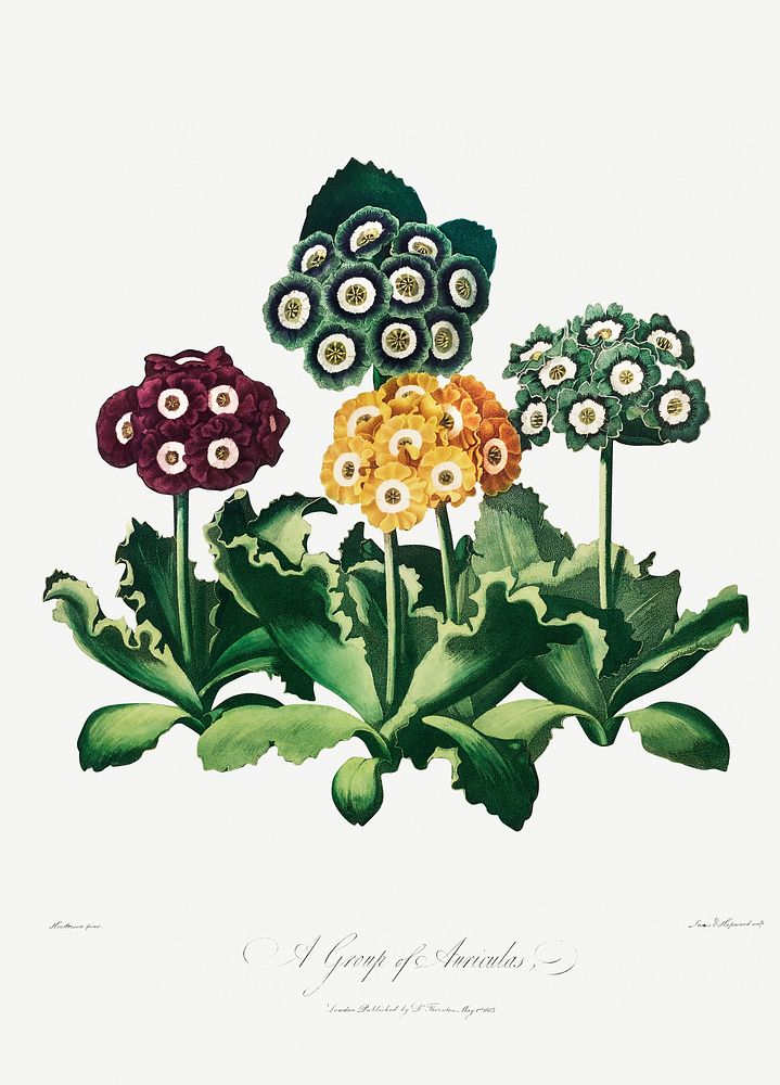 A Group of Auriculas illustration