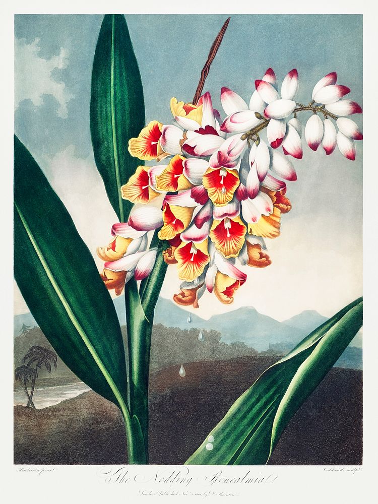 The Nodding Renealmia from The Temple of Flora (1807) by Robert John Thornton. Original from Biodiversity Heritage Library.…