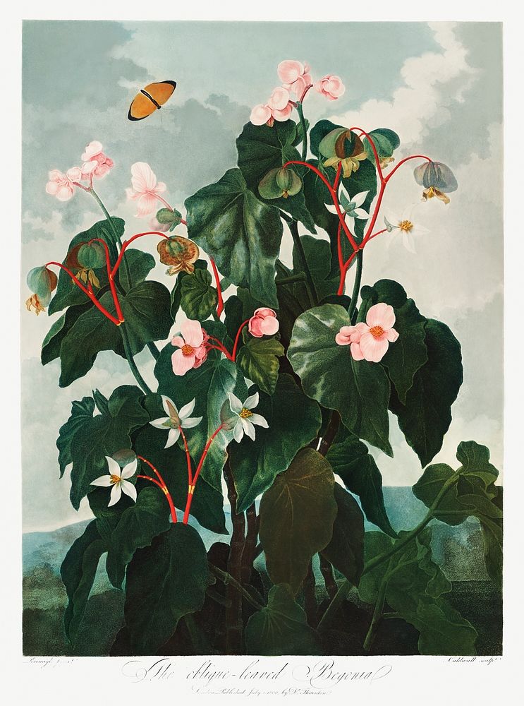The Oblique&ndash;Leaved Begonia from The Temple of Flora (1807) by Robert John Thornton. Original from Biodiversity…