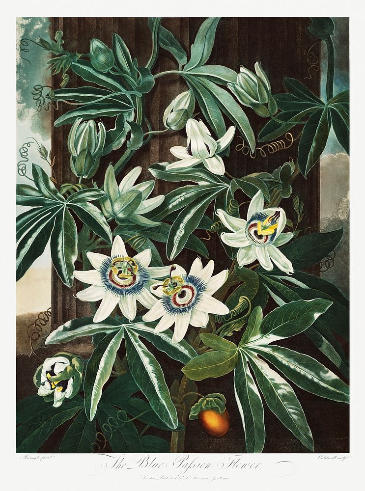 The Passiflora Cerulea from The Temple of Flora (1807) by Robert John Thornton. Original from Biodiversity Heritage Library.…