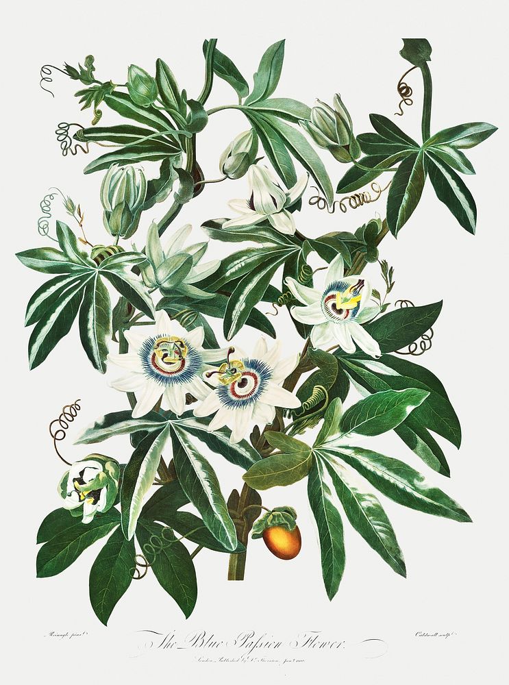 The Passiflora Cerulea illustration