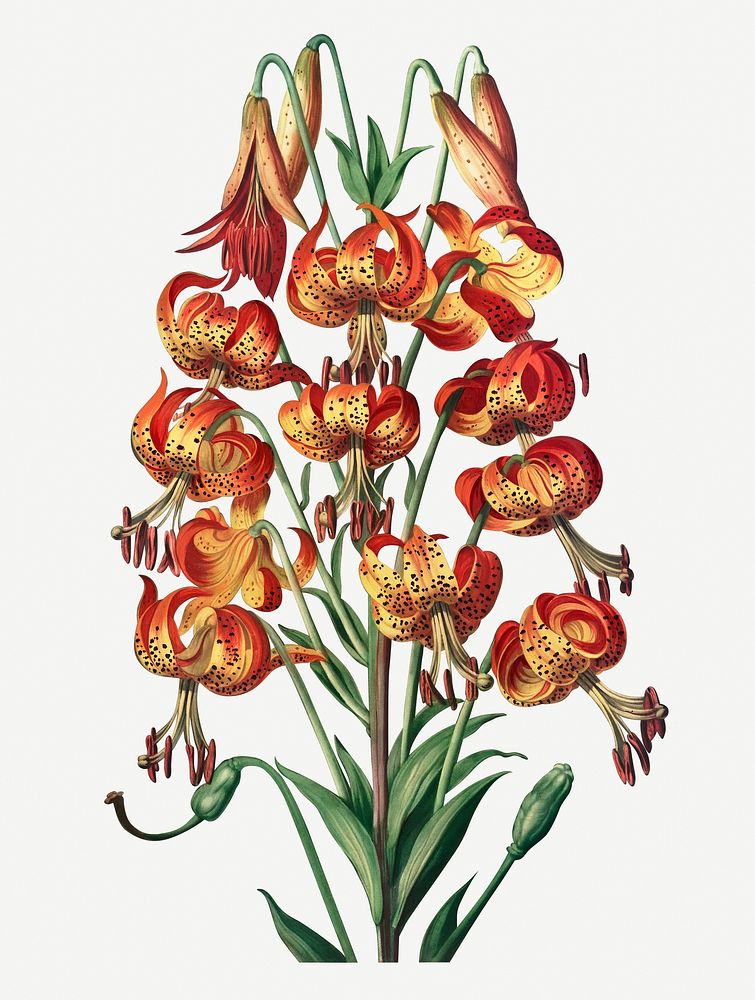 Vintage Superb Lily illustration