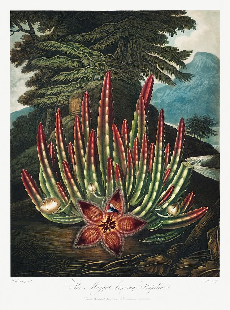 The Maggot&ndash;Bearing Stapelia from The Temple of Flora (1807) by Robert John Thornton. Original from Biodiversity…