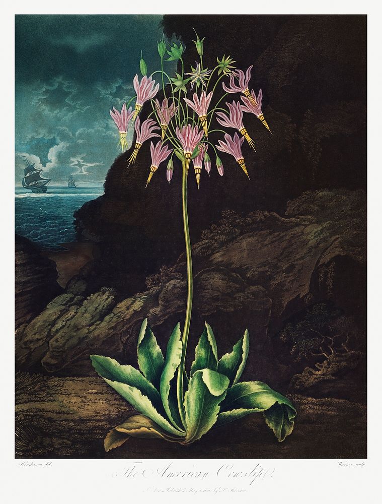 The American Cowslip from The Temple of Flora (1807) by Robert John Thornton. Original from Biodiversity Heritage Library.…