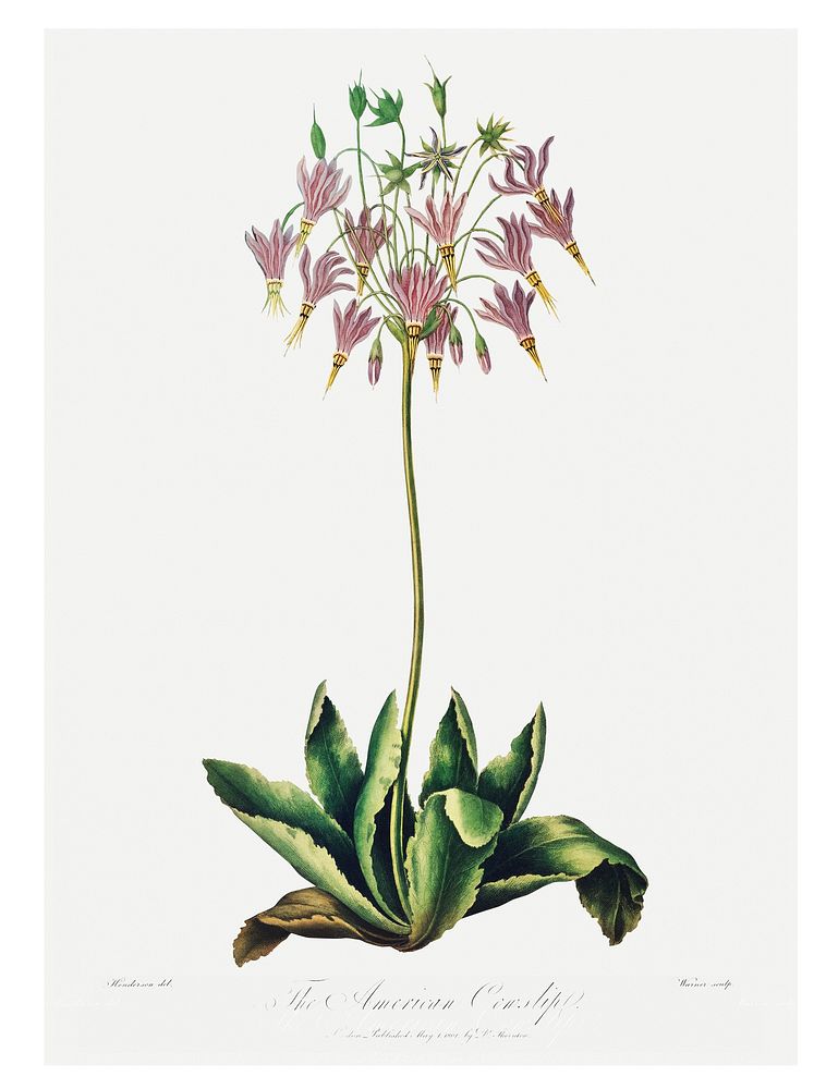 The American Cowslip illustration