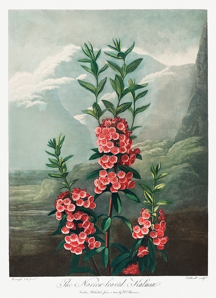 The Narrow&ndash;Leaved Kalmia from The Temple of Flora (1807) by Robert John Thornton. Original from Biodiversity Heritage…