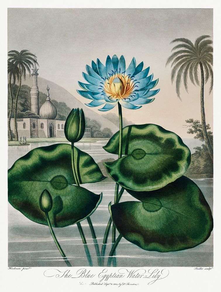 The Blue Egyptian Water-Lily from The Temple of Flora (1807) by Robert John Thornton. Original from Biodiversity Heritage…