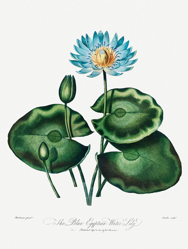 The Blue Egyptian Water-Lily illustration