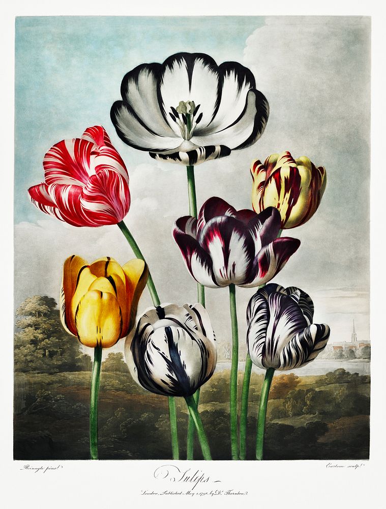 Tulips from The Temple of Flora (1807) by Robert John Thornton. Original from Biodiversity Heritage Library. Digitally…