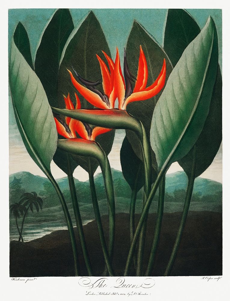 The Queen&ndash;Plant from The Temple of Flora (1807) by Robert John Thornton. Original from Biodiversity Heritage Library.…