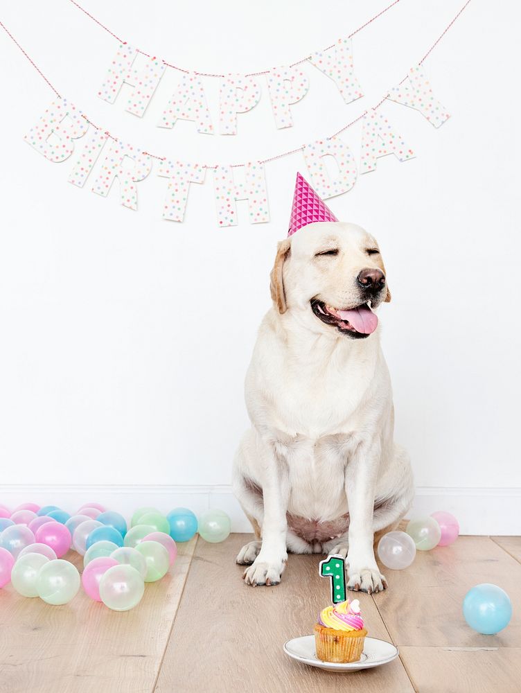 Cute Labrador Retriever celebrating its first birthday