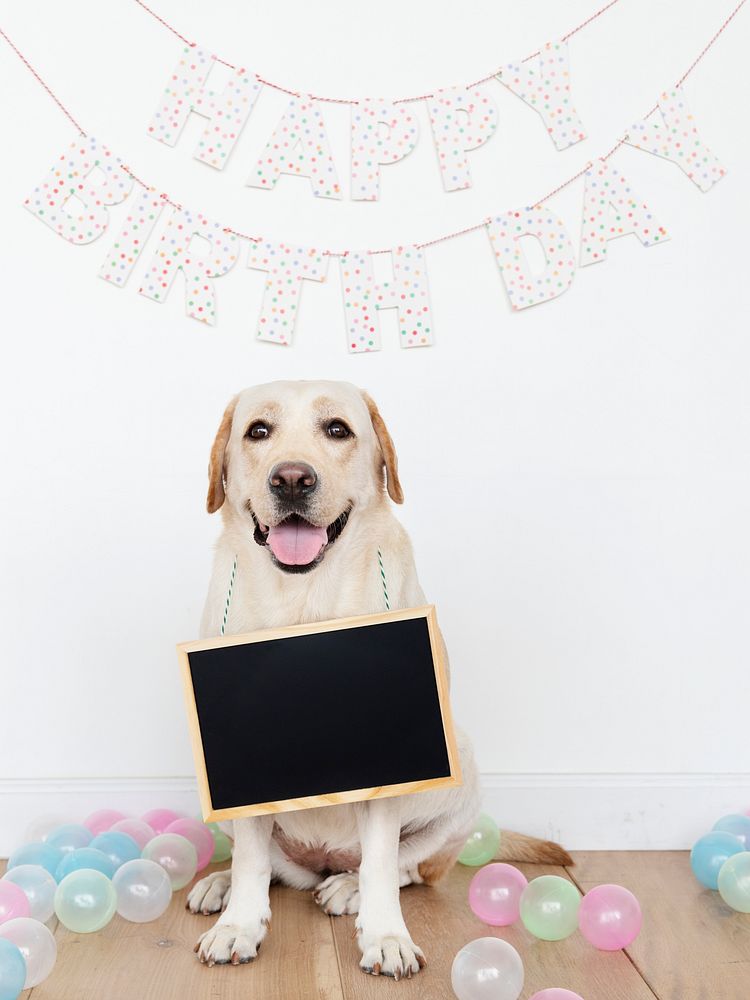 Labrador Retriever at a birthday party with an empty board hanging on its neck