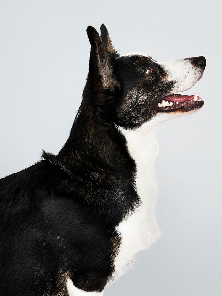 Happy Cardigan Welsh Corgi dog