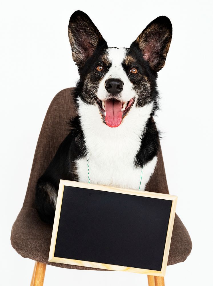 Cardigan Welsh Corgi with an empty board hanging around his neck