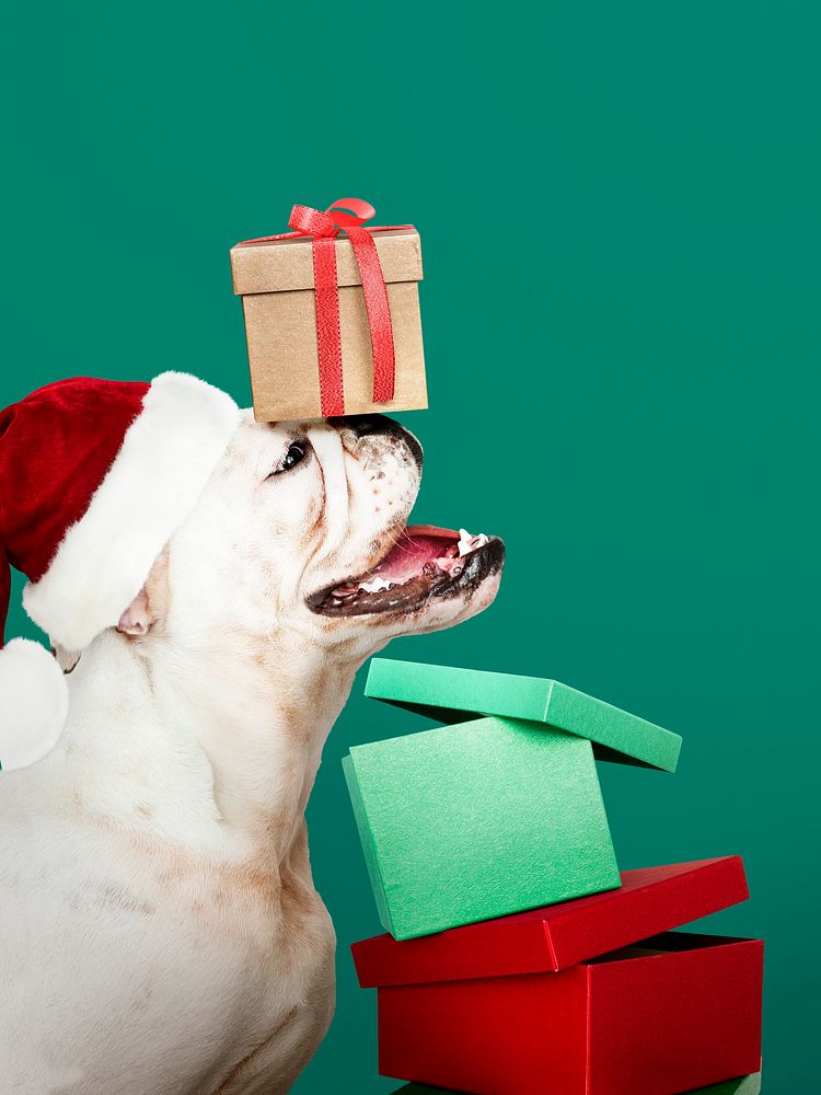 Cute Bulldog puppy wearing a Santa hat while holding a gift box