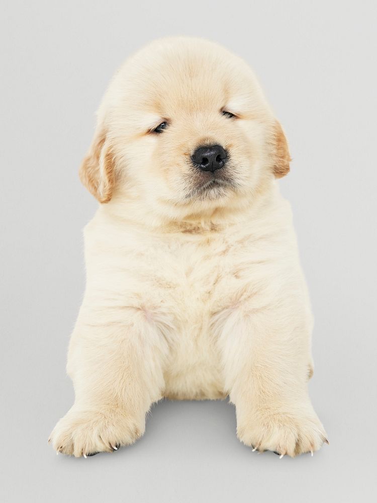 Portrait of an adorable Golden Retriever puppy