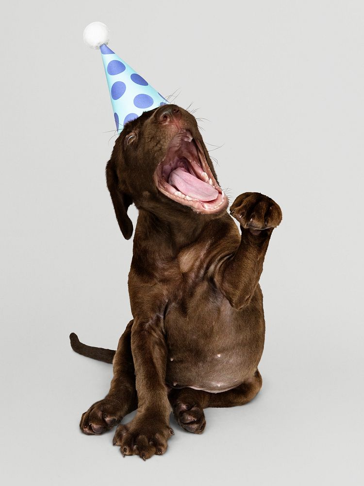 Cute Labrador Retriever puppy with a party hat