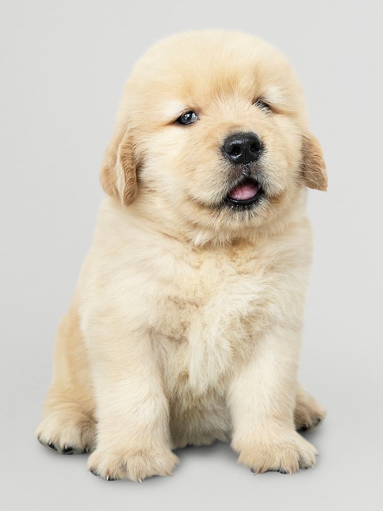 Adorable Golden Retriever puppy portrait