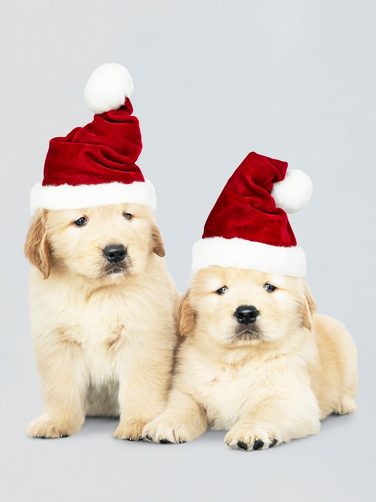 Two Golden Retriever puppies wearing a Santa hats