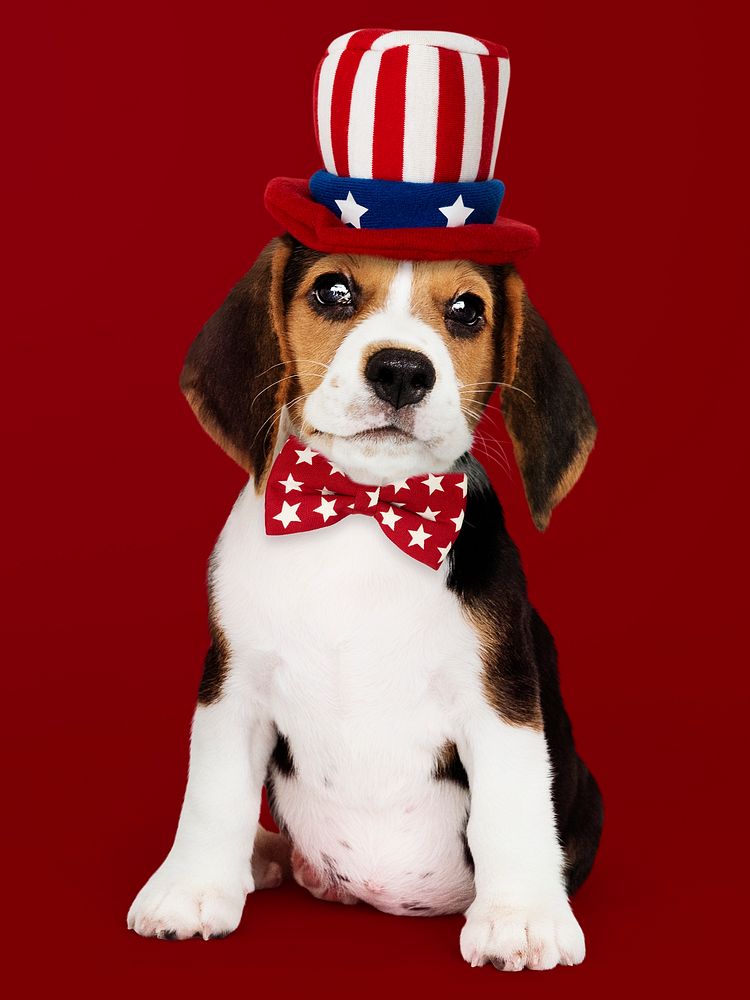 Cute Beagle puppy in Uncle Sam hat and bow tie