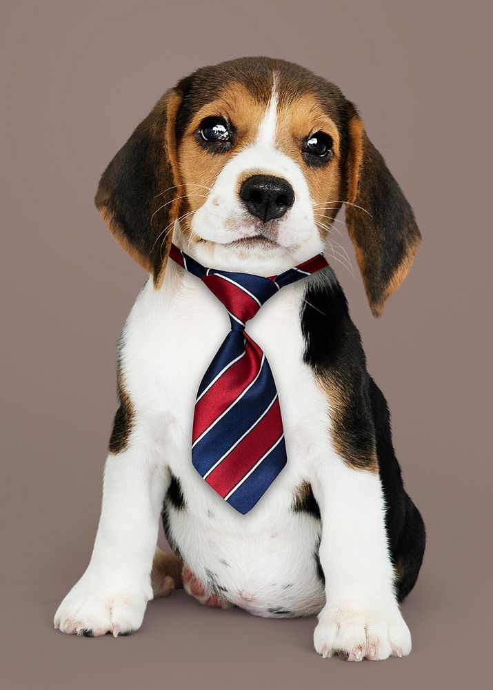Cute Beagle puppy in a red blue and white striped necktie