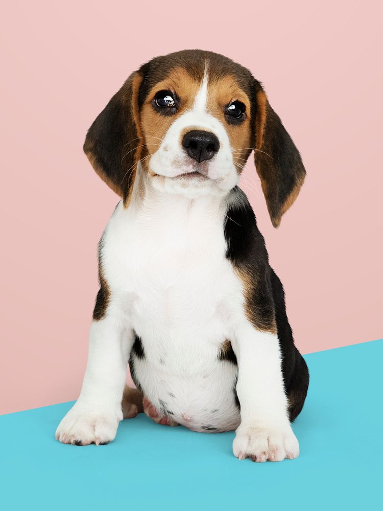 Adorable Beagle puppy solo portrait