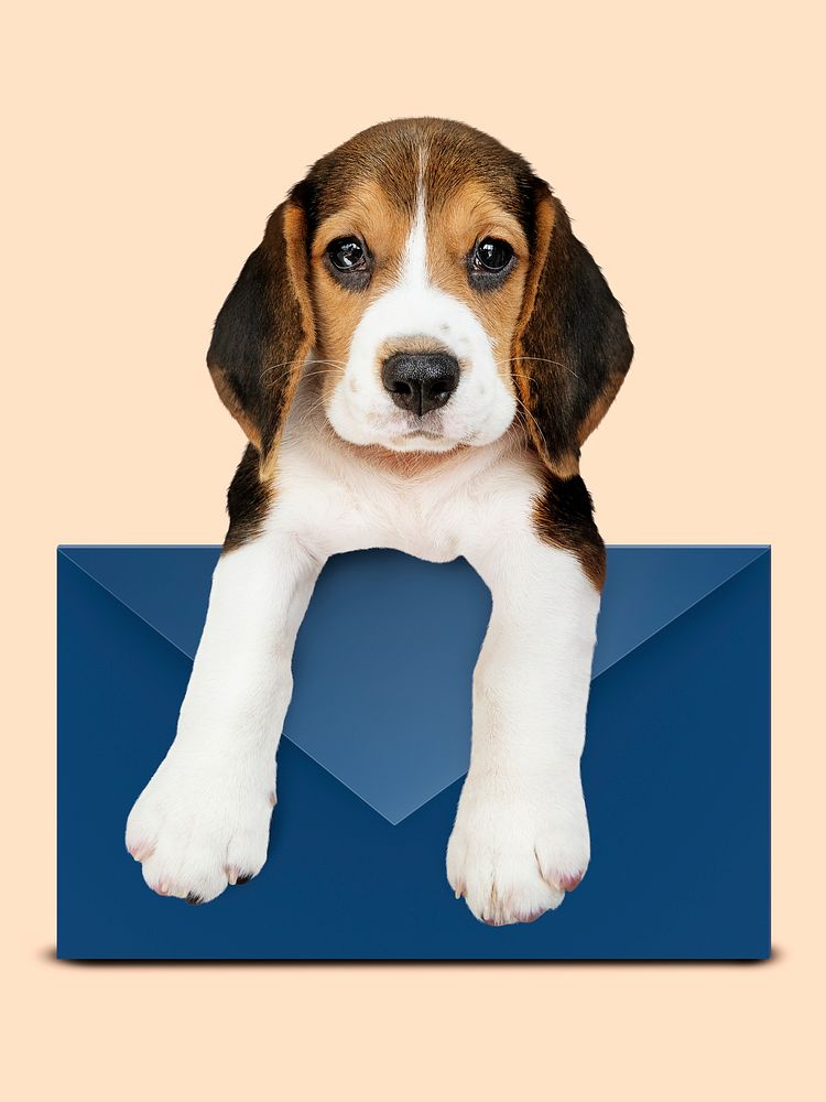 Adorable Beagle puppy with a blue envelope