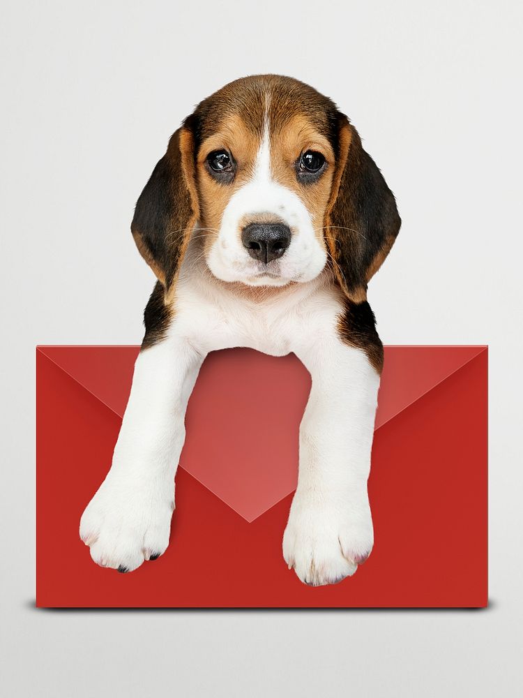 Adorable beagle puppy with a red envelope mockup