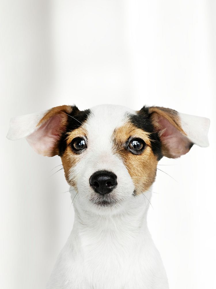 Adorable Jack Russell Retriever puppy portrait