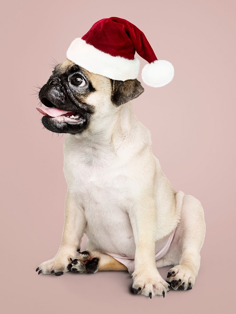 Adorable Pug puppy wearing a Christmas hat