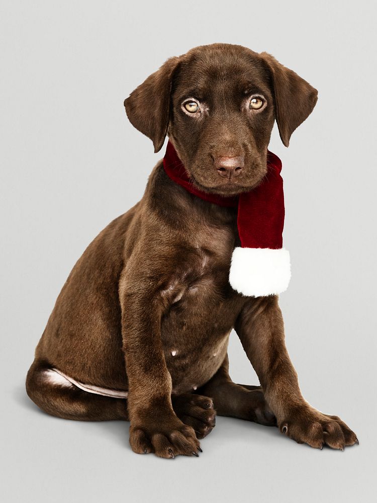 Portrait of a cute Labrador Retriever wearing a  Christmas scarf