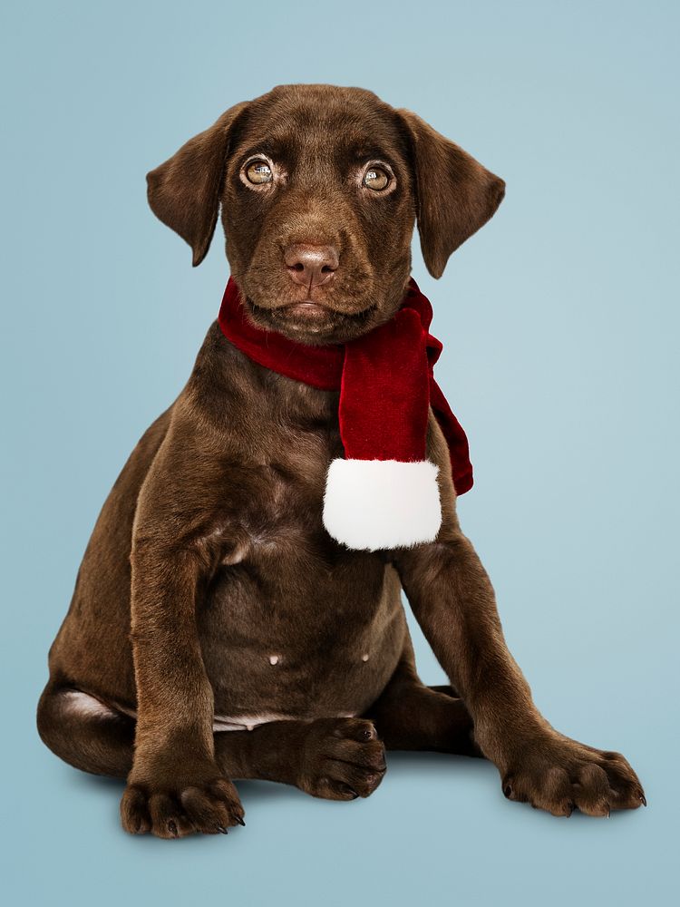 Portrait of a cute Labrador Retriever wearing a Christmas scarf