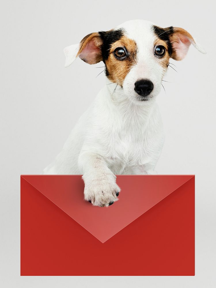 Adorable Jack Russell Retriever puppy with a red envelope mockup