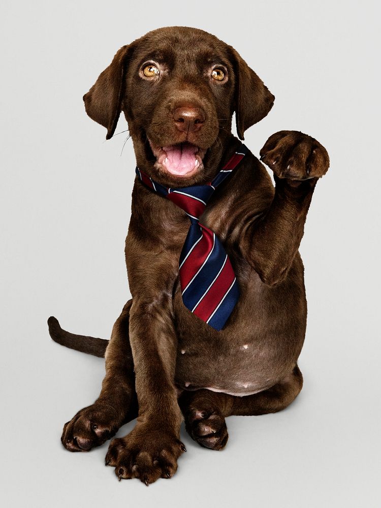 Cute chocolate Labrador Retriever in a red blue and white striped necktie
