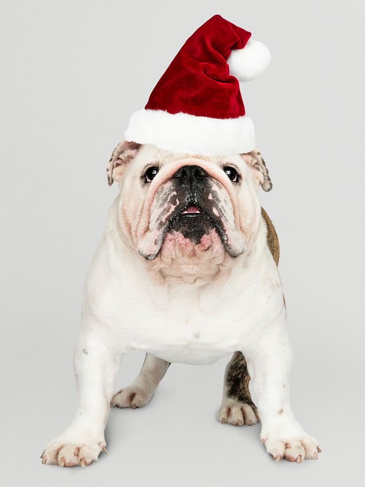 Portrait of a cute Bulldog puppy wearing a Santa hat