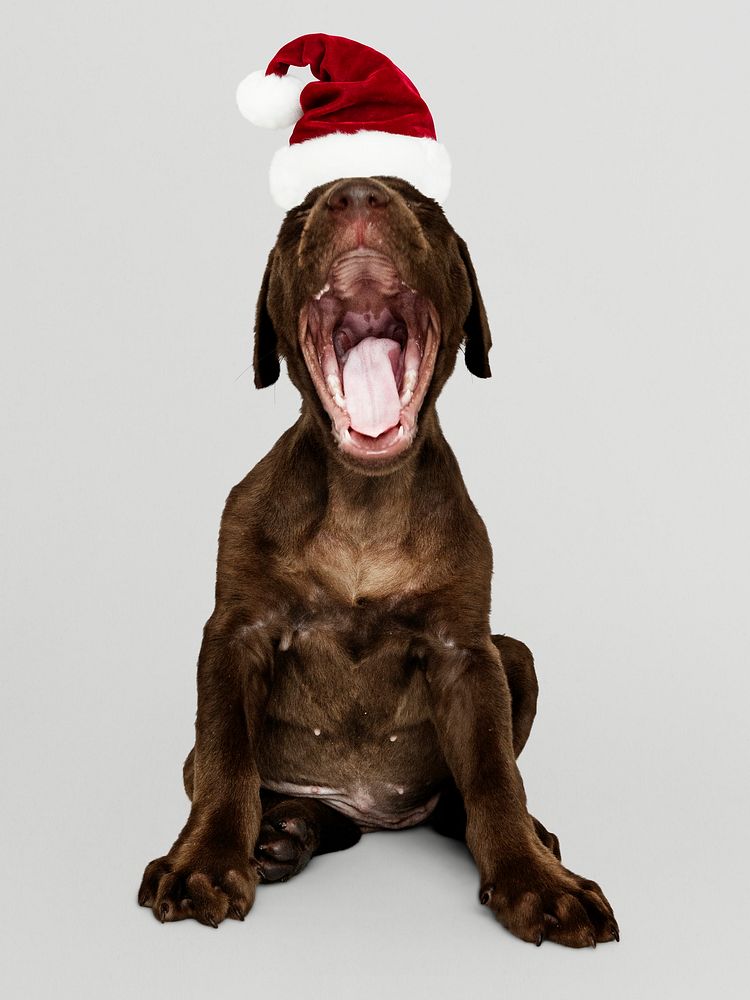 Portrait of a cute Labrador Retriever puppy wearing a Santa hat