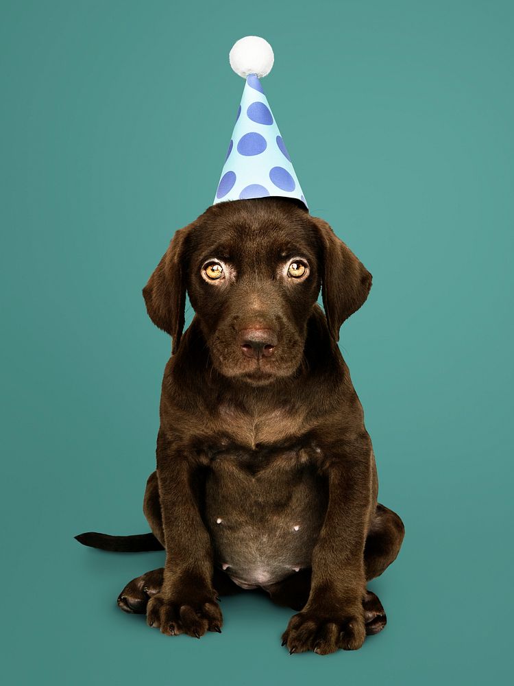 Adorable Labrador Retriever puppy wearing a party hat