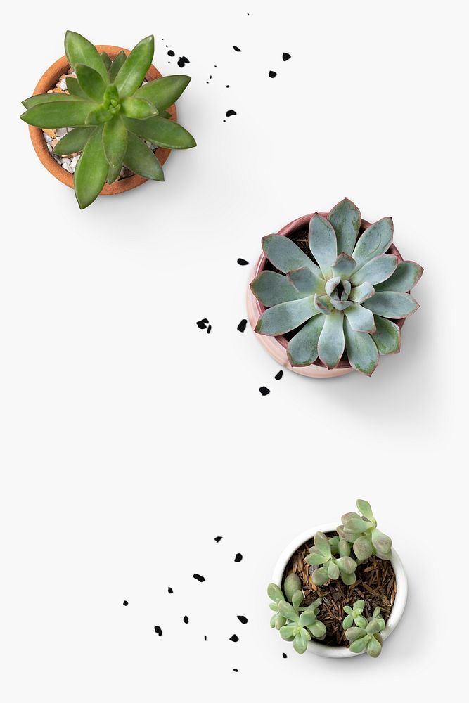 Minimal white background with succulent flat lay