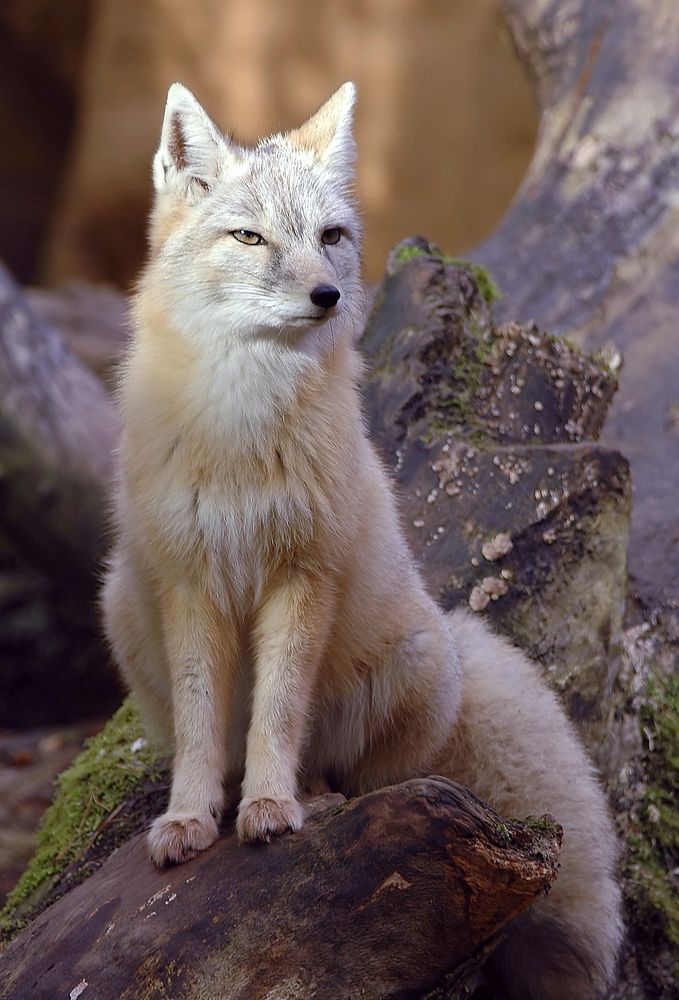 Elegant arctic fox sitting on tree log. Original public domain image from Wikimedia Commons