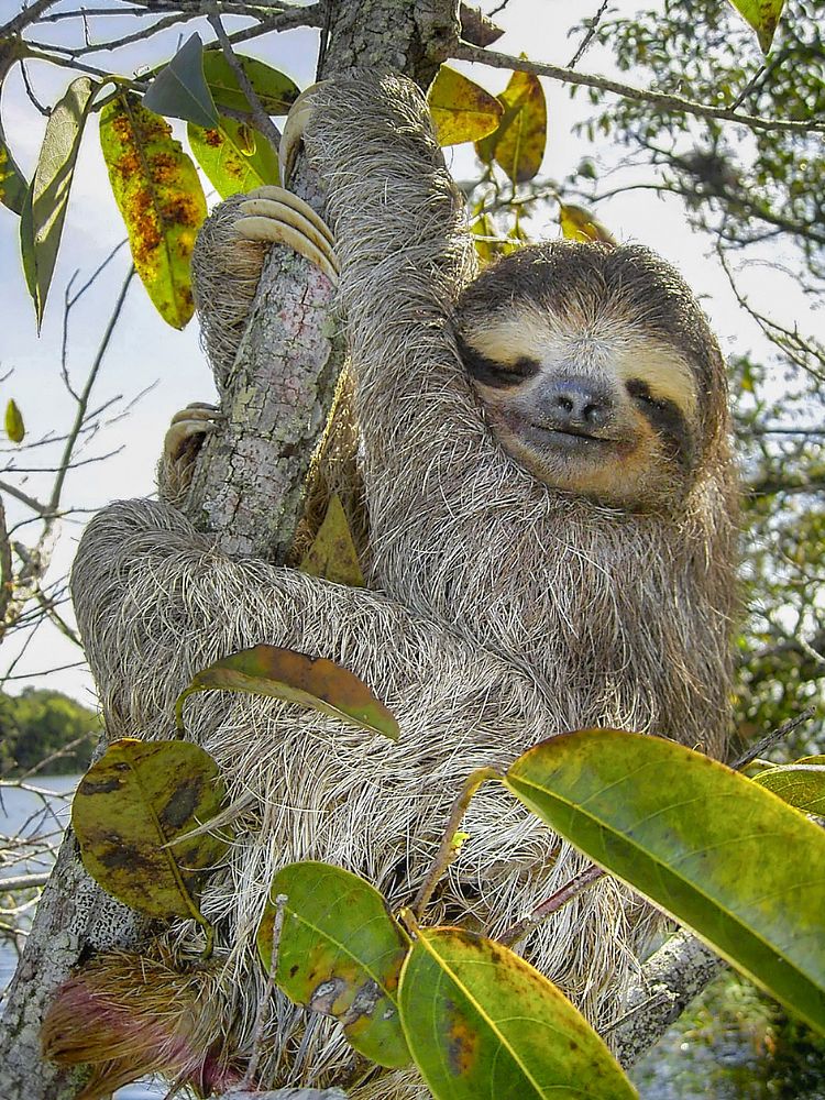 Three-toed-sloth (Bradypus variegatus), Lake Gatun, Republic of Panama. Original public domain image from Wikimedia Commons