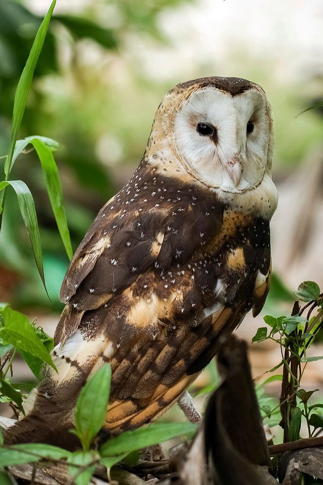 Eastern Grass Owl Tyto longimembris, Borneo, Indonesia. Original public domain image from Wikimedia Commons