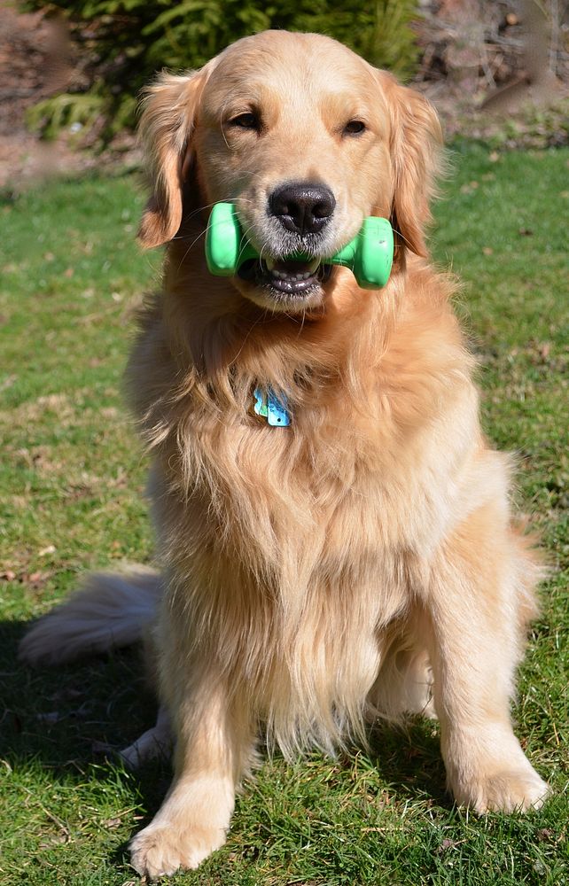 Sitting dog with dumbbell. Original public domain image from Wikimedia Commons
