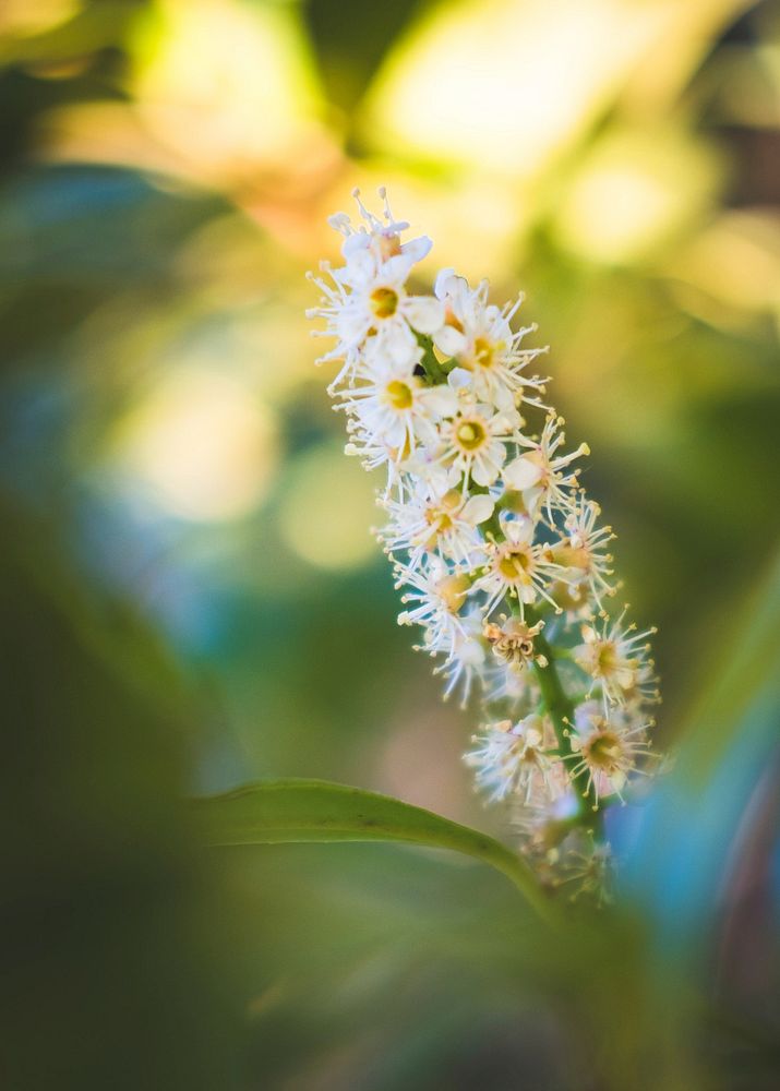 Spring time. Original public domain image from Wikimedia Commons