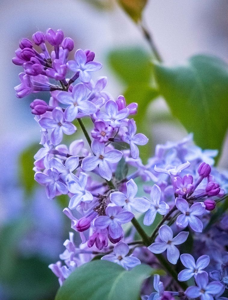 Flowers in Germany. Original public domain image from Wikimedia Commons