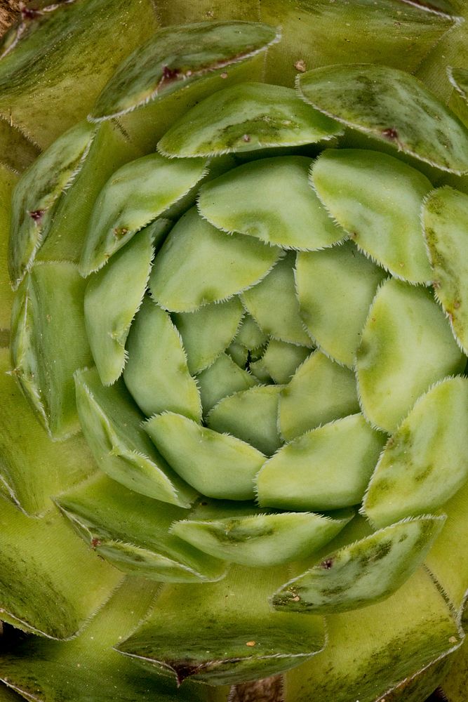 Artichoke. Original public domain image from Wikimedia Commons