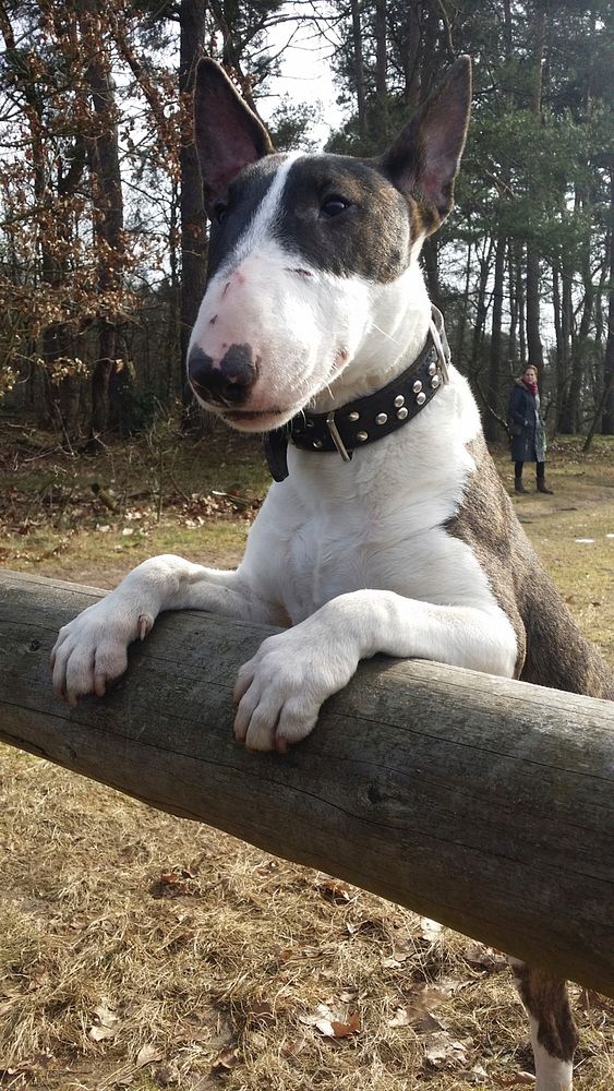 White English bull terrier with black spots standing on wooden fence. Original public domain image from Wikimedia Commons