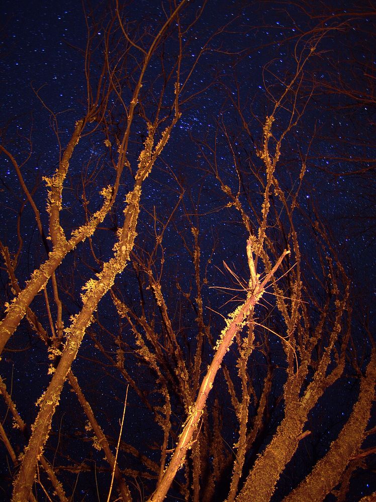 Burning Branches And Stars. Original public domain image from Wikimedia Commons