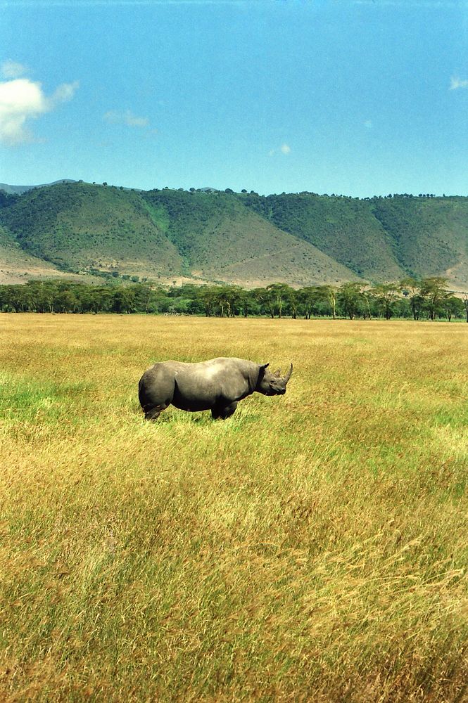 Black rhino - Ngorongoro crater (Tanzania). Original public domain image from Wikimedia Commons