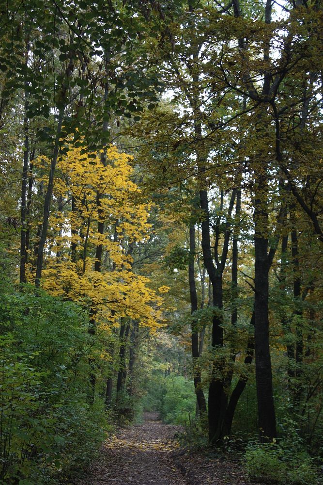 Forest. Original public domain image from Wikimedia Commons