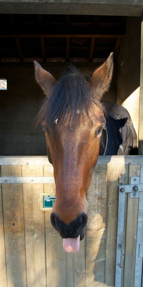 "Narval", a bay horse, is saying hello to you !. Original public domain image from Wikimedia Commons